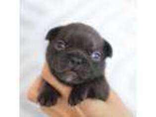 French Bulldog Puppy for sale in Pembroke Pines, FL, USA