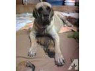 Mastiff Puppy for sale in BANDERA, TX, USA