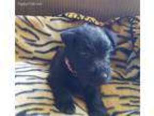 Scottish Terrier Puppy for sale in Hermiston, OR, USA