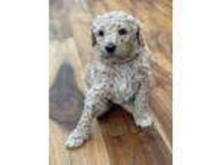 Goldendoodle Puppy for sale in Oregon City, OR, USA