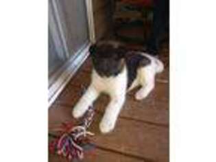 Akita Puppy for sale in Sandy, OR, USA
