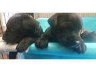 Labrador Retriever Puppy for sale in Avoca, WI, USA
