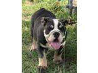 Bulldog Puppy for sale in Kempner, TX, USA