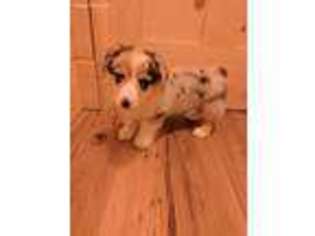 Pembroke Welsh Corgi Puppy for sale in Lancaster, OH, USA