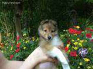 Shetland Sheepdog Puppy for sale in East Bank, WV, USA