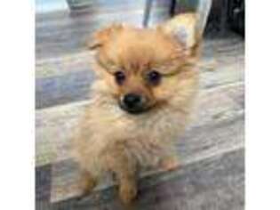 Pomeranian Puppy for sale in Methuen, MA, USA