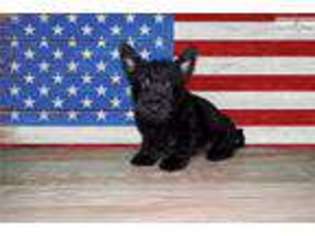 Scottish Terrier Puppy for sale in Saint George, UT, USA