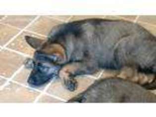 German Shepherd Dog Puppy for sale in Marion, OH, USA
