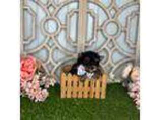 Maltese Puppy for sale in Morris Chapel, TN, USA
