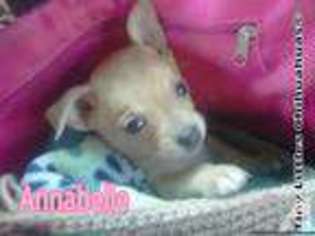 Chihuahua Puppy for sale in STAYTON, OR, USA