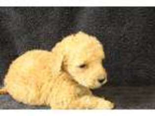 Goldendoodle Puppy for sale in Wiley, CO, USA