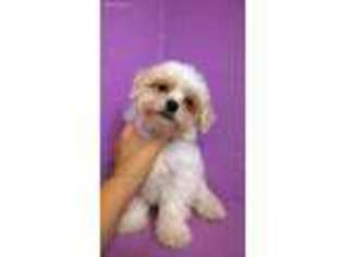 Havanese Puppy for sale in Spraggs, PA, USA