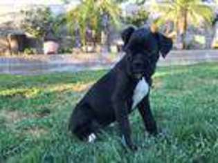 Boxer Puppy for sale in Rialto, CA, USA