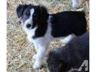 Australian Shepherd Puppy for sale in KENT, WA, USA