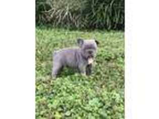 French Bulldog Puppy for sale in Leesburg, FL, USA