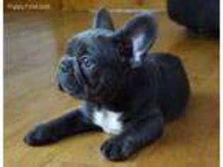 French Bulldog Puppy for sale in Riegelwood, NC, USA