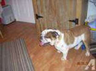 Bulldog Puppy for sale in MAZEPPA, MN, USA