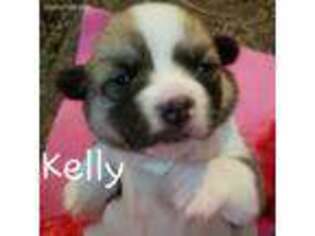 Pembroke Welsh Corgi Puppy for sale in Ellisville, MS, USA