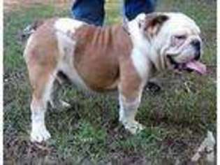 Bulldog Puppy for sale in WOODVILLE, AL, USA