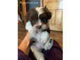 Mutt Puppy for sale in Bruce, MS, USA