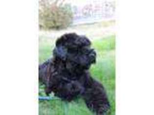 Black Russian Terrier Puppy for sale in Staten Island, NY, USA