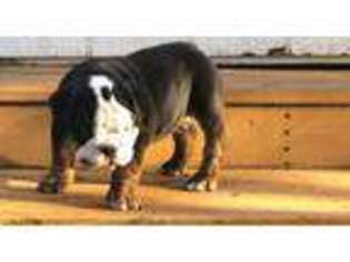 Bulldog Puppy for sale in Maud, OK, USA