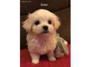 Maltese Puppy for sale in Liberty, MS, USA