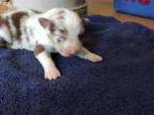 Australian Shepherd Puppy for sale in Drury, MO, USA