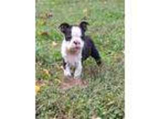 Boston Terrier Puppy for sale in Remington, VA, USA