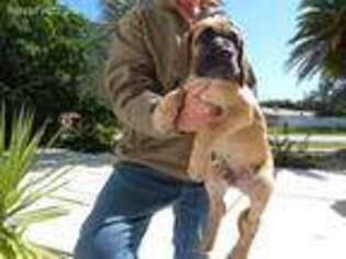 Great Dane Puppy for sale in Bradenton, FL, USA