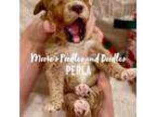 Goldendoodle Puppy for sale in Whatley, AL, USA