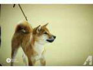 Shiba Inu Puppy for sale in AUSTIN, TX, USA