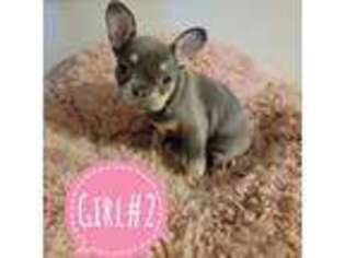French Bulldog Puppy for sale in Richland, MO, USA