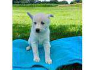 Siberian Husky Puppy for sale in Strasburg, PA, USA