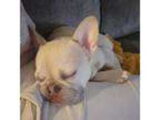 French Bulldog Puppy for sale in Chelmsford, MA, USA