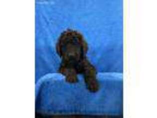 Mutt Puppy for sale in Greenville, OH, USA