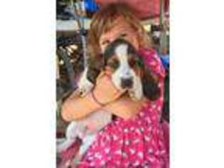 Basset Hound Puppy for sale in Yamhill, OR, USA