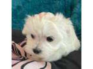 Maltese Puppy for sale in Waxahachie, TX, USA