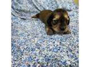 Dachshund Puppy for sale in Cannon Beach, OR, USA