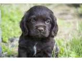 Cocker Spaniel Puppy for sale in Manns Choice, PA, USA