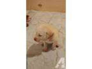 Labrador Retriever Puppy for sale in CLINTON TOWNSHIP, MI, USA