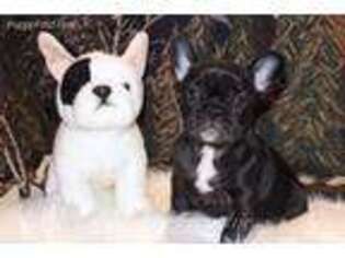 French Bulldog Puppy for sale in Riverton, UT, USA