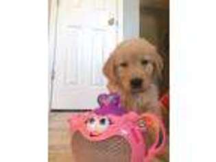 Golden Retriever Puppy for sale in Wright City, MO, USA