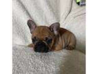 French Bulldog Puppy for sale in Westville, IL, USA