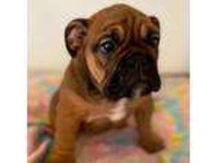Bulldog Puppy for sale in Arcadia, FL, USA