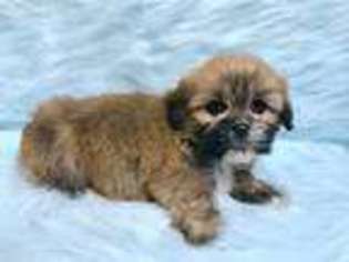 Lhasa Apso Puppy for sale in Hattiesburg, MS, USA