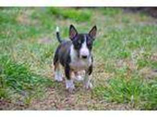Bull Terrier Puppy for sale in Saint Charles, MO, USA