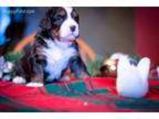 Bernese Mountain Dog Puppy for sale in Limington, ME, USA