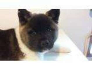 Akita Puppy for sale in Stoutsville, OH, USA