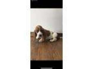Basset Hound Puppy for sale in Paden, OK, USA